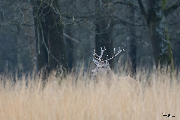 hogeveluwe_TH_0292