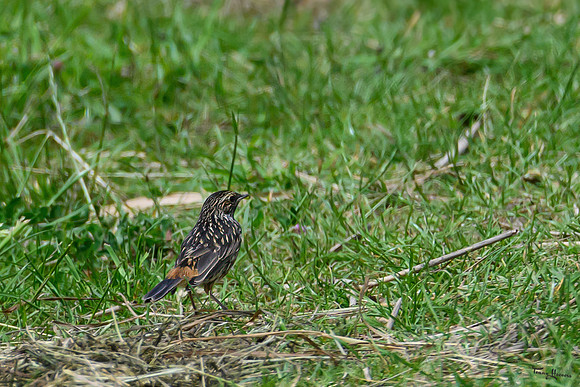 lingezegen_TH_0964