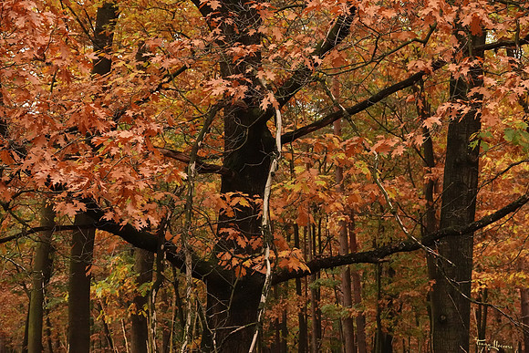 hogeveluwe_TH_1858