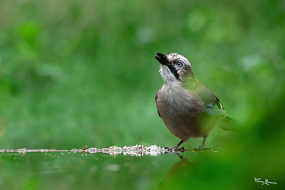 vogelhut_espelo_TH_1539