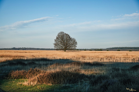 hogeveluwe_TH_2091