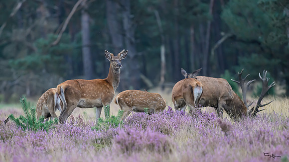hogeveluwe_TH_1506