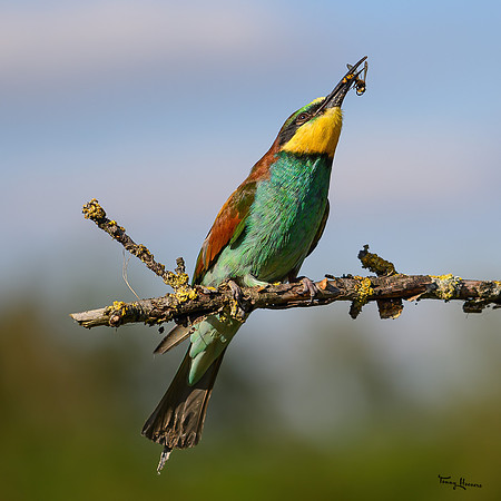 valk_roofvogels_TH_1732