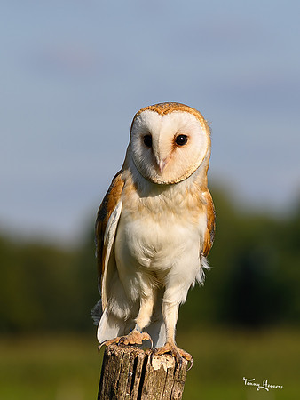 valk_roofvogels_TH_1754