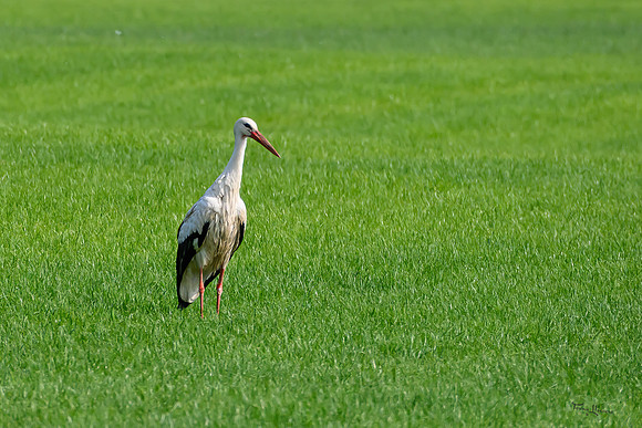 rondje_lingezegen_TH_0934