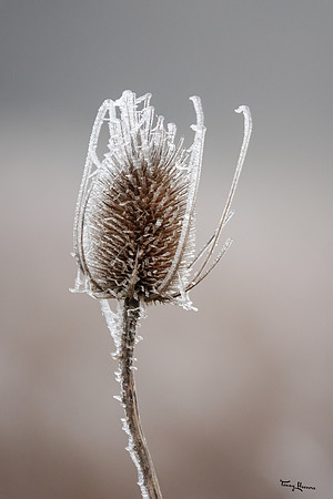 mist_omgeving_TH_0056