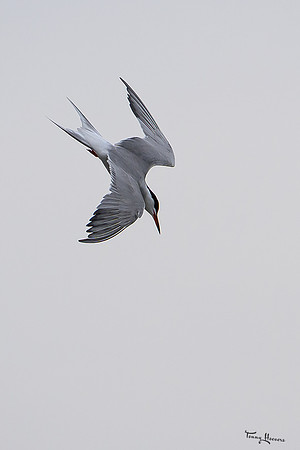 lingezegen_TH_0828