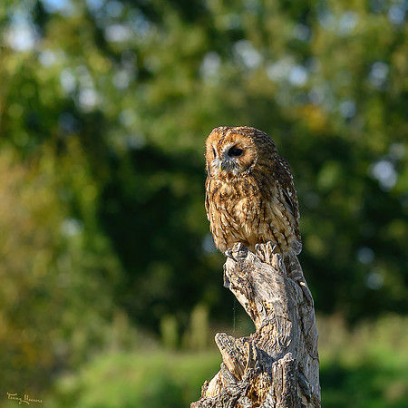 valk_roofvogels_TH_1737