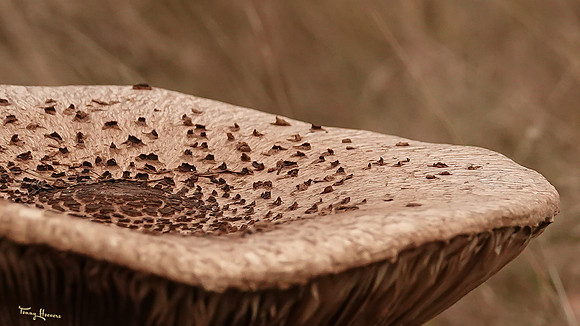 hogeveluwe_TH_1863