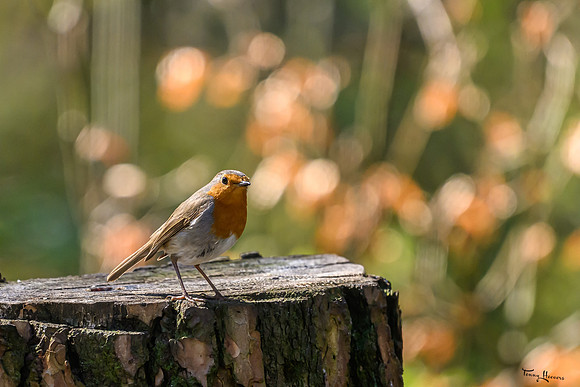 enterveenhut_TH_0558