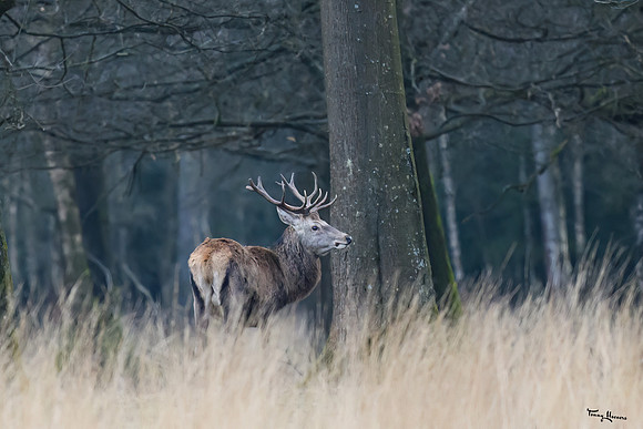 hogeveluwe_TH_0293
