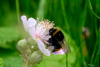 rondje_lingezegen_TH_0918
