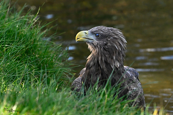 valk_roofvogels_TH_1767