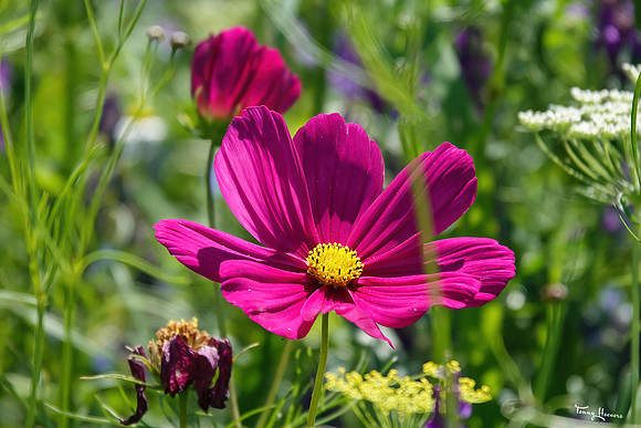 bloemetjes_TH_1398