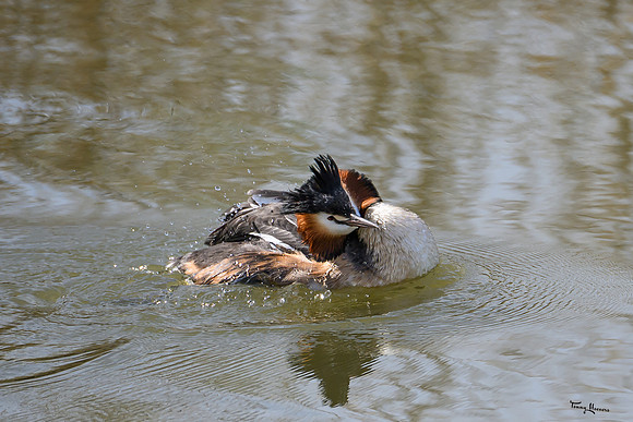 lingezegen_TH_0632