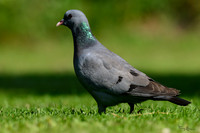 thornspic_TH_0993