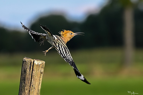valk_roofvogels_TH_1750
