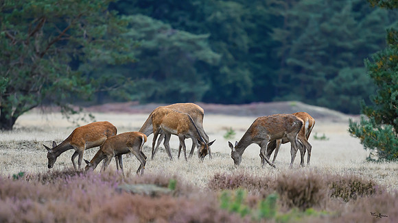 hogeveluwe_TH_1609