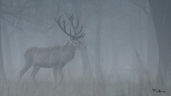 hogeveluwe_TH_0138