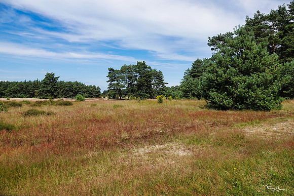 hogeveluwe_TH_1353