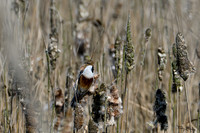 lingezegen_TH_0472