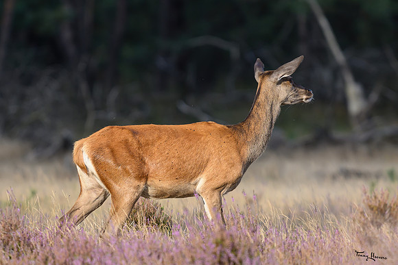 hogeveluwe_TH_1570