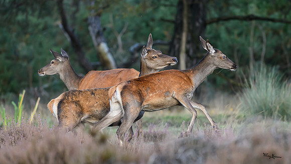 hogeveluwe_TH_1656