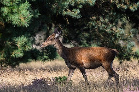 hogeveluwe_TH_1565