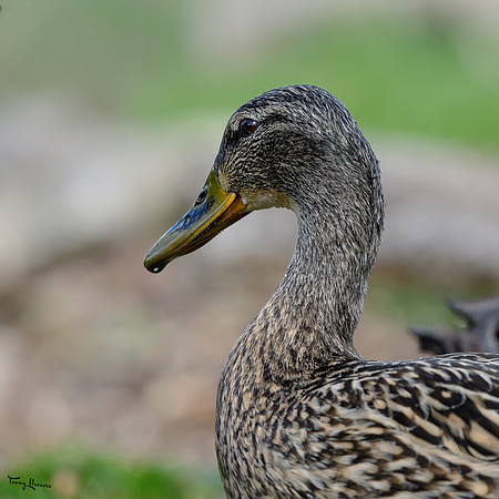 rays_vogelhut_TH_0449