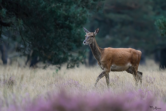 hogeveluwe_TH_1509