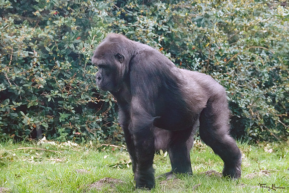 burgerszoo_TH_0491