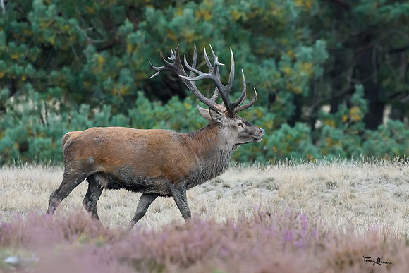 hogeveluwe_TH_1599