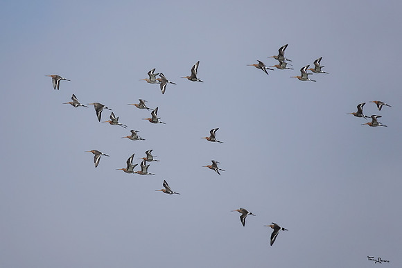 lingezegen_TH_0522