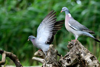 eays_vogelhut_TH_1131