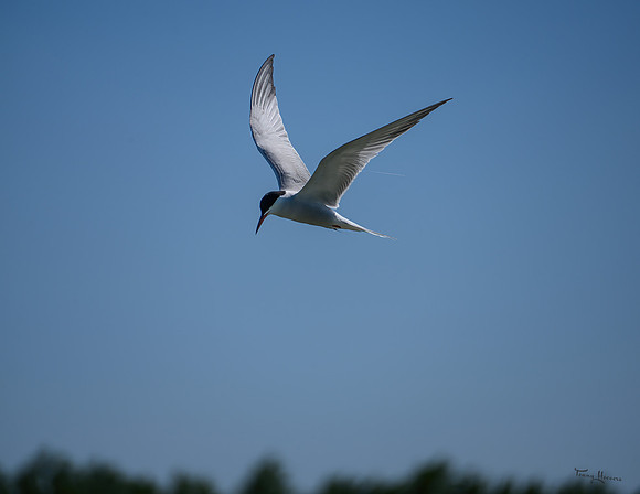 lingezegen_TH_0762
