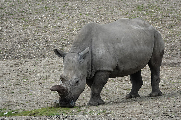 burgerszoo_TH_1207