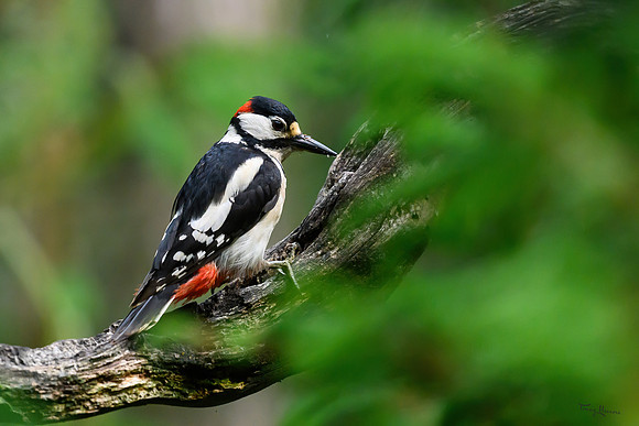 vogelhut_zuurberg_TH_0885