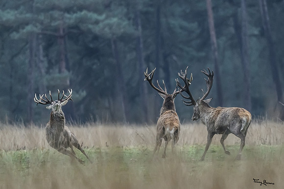 hogeveluwe_TH_0122