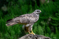 vogelhut_zuurberg_TH_1136