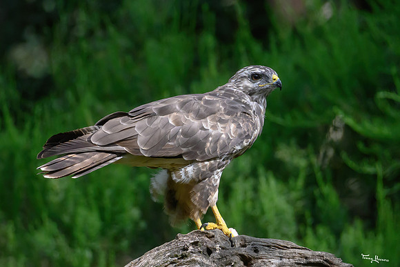 vogelhut_zuurberg_TH_1136