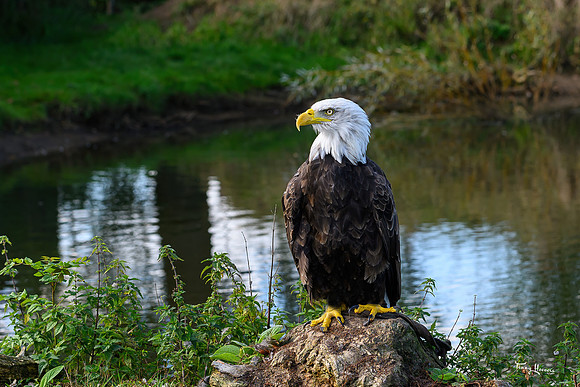 valk_roofvogels_TH_1720