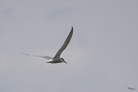 lingezegen_TH_0817