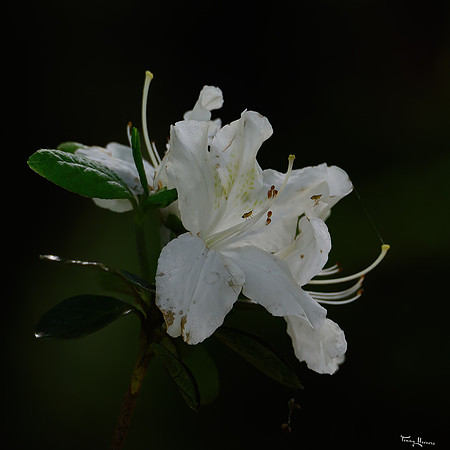 larenstein_TH_0720
