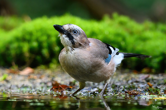 vogelhut_espelo_TH_1522