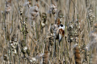lingezegen_TH_0475
