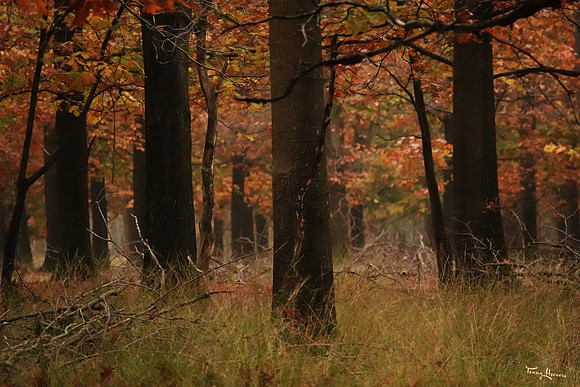 hogeveluwe_TH_1860