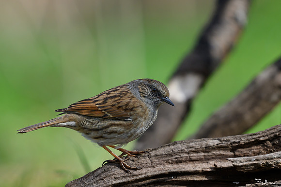 rays_vogelhut_TH_0446