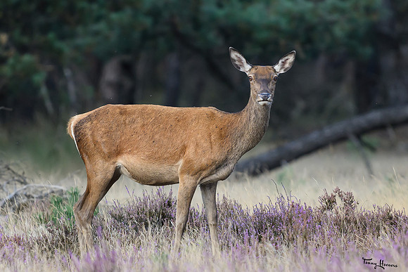 hogeveluwe_TH_1569