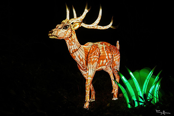 ouwehand_light_zoo_TH_0104