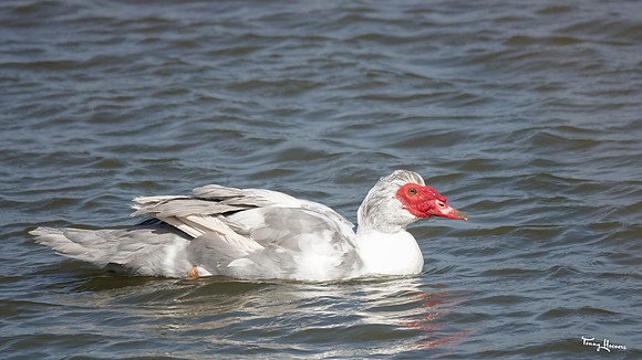 lingezegen_TH_0389